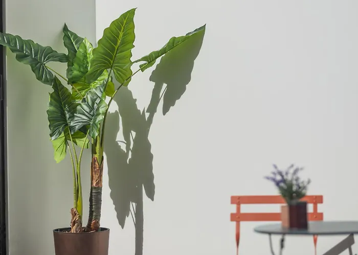 Island Bliss * ポンタ・デルガダ